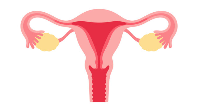 Female reproductive system with uterus ovaries and fallopian tubes