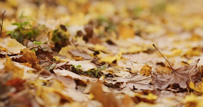 Autumn landscape. Maple leaves. Orange yellow beautiful color tree red brown maple fronds on blurred background on green grass in fall city park.
