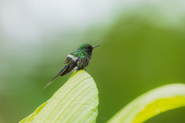Fototapeta premium Green Thorntail hummingbird (Discosura conversii) perched on a vibrant tropical flower stalk in the cloud forest of Ecuador