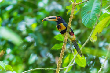 A Pale-mandibled Aracari (Pteroglossus erythropygius) perched on a mossy branch in the lush tropical cloud forest of Ecuador. © Miroslav Srb