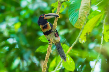 Fototapeta premium A Pale-mandibled Aracari (Pteroglossus erythropygius) perched on a mossy branch in the lush tropical cloud forest of Ecuador.