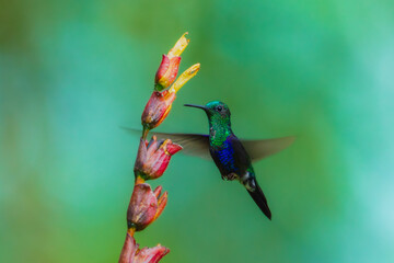 Fototapeta premium A stunning Crowned Woodnymph hummingbird (Thalurania colombica) hovering in mid-flight while feeding on a colorful tropical flower stalk in Ecuador.