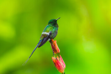 Fototapeta premium Green Thorntail hummingbird (Discosura conversii) perched on a vibrant tropical flower stalk in the cloud forest of Ecuador