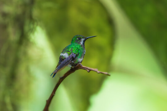 Green Thorntail hummingbird (Discosura conversii) perched on a vibrant tropical flower stalk in the cloud forest of Ecuador