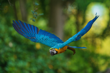 A vibrant Blue-and-yellow macaw (Ara ararauna) captured in mid-air flight, showcasing its striking blue wings and long tail feathers against a soft green natural background. © Miroslav Srb