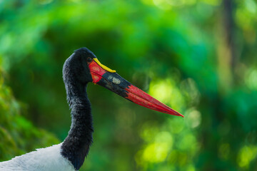 Close-up portrait of a majestic Saddle-billed stork (Ephippiorhynchus senegalensis) highlighting its striking colorful bill and black-and-white plumage against a lush green background. © Miroslav Srb