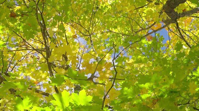 Maple canopy transforming from green to yellow with sunlight filtering through leaves and gentle breeze movement