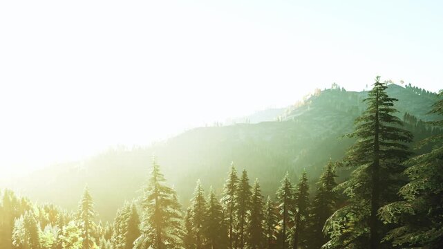 Golden sunlight filters through towering evergreen trees, casting a warm glow on the vibrant green forest. Majestic mountains rise in the backdrop, creating a peaceful retreat in nature.