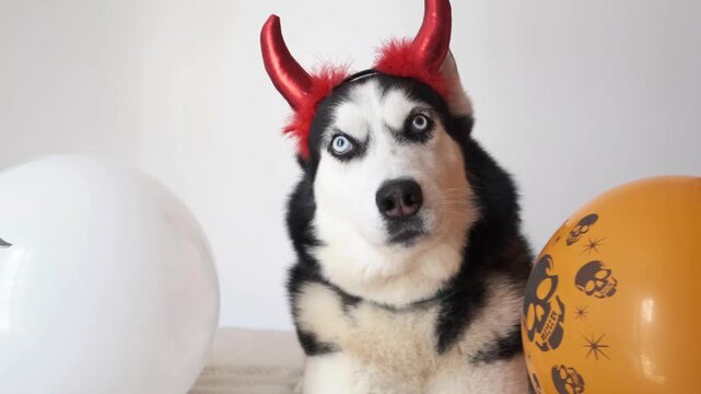 Hungry husky in red devil horns licks lips and opens mouth between halloween balloons. Concept of hungry pet waiting for treats, hungry dog for pet food ads, treat shops and social media