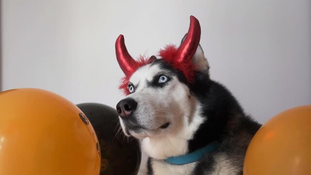 Siberian husky in red devil horns yawning wide and showing fangs, then licks nose near balloons. Concept of scary yawning beast and tired pet, yawning dog for halloween ads and funny social media