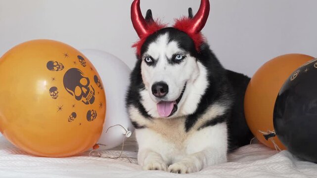 Cheerful husky dog in red devil horns smiles with tongue out among orange skull balloons. Concept of cheerful pet in halloween costume, cheerful clip for pet costume shops, ads and social media
