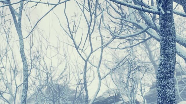 A quiet forest scene shows bare trees with intricate branches reaching into a misty, snowy backdrop. The cold air brings a serene and magical feel to this wintry wonderland.
