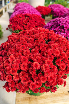 Dense chrysanthemum flower bed with magenta petals and colorful autumn garden background