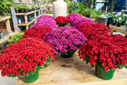 Colorful chrysanthemum flowers in pots arranged at garden center seasonal retail display