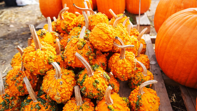 Colorful Warty Gourds Creating Eye Catching Autumn Harvest Display At Outdoor Farm Market