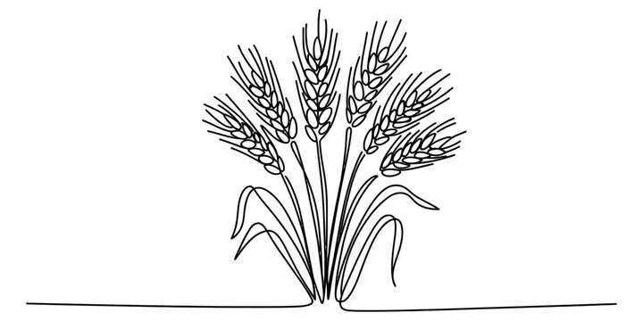 Continuous single line drawing of wheat stalk ears of grain organic farm harvest agriculture concept isolated on white background Vector, illustration