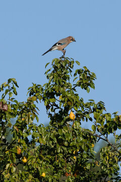 Eurasian jay, Garrulus glandarius, bird perched on top of a pear tree with ripe fruits under clear blue sky
