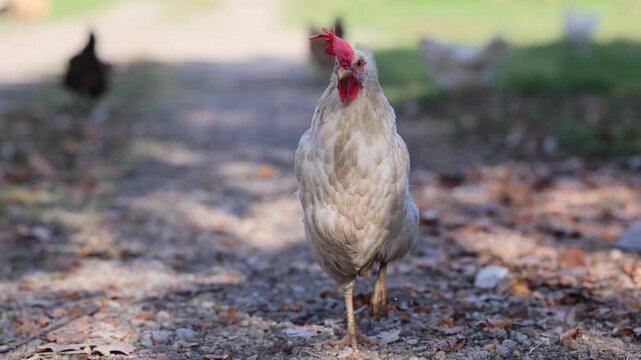 White chicken stands in a farmyard as other hens approach. Poultry farming and backyard chickens. Rural agriculture and livestock. Domestic birds and animal behavior. Farm life.