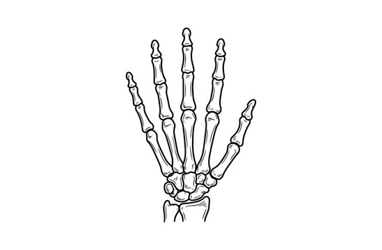 Detailed illustration of a human hand skeleton in a line art style.