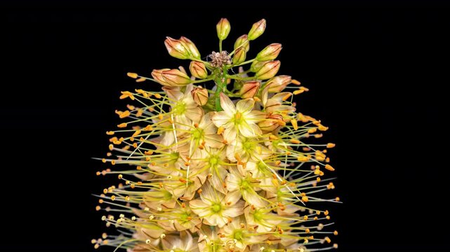 Orange Flower Eremurus Blooming in Time Lapse on a Black Background with Alpha Matte Channel. Foxtail Lily or Eremurus Stenophyllus