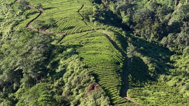 Vibrant tea fields cascade down rolling hills. Mature trees frame the orderly rows of green plants