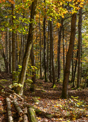 Autumn leaves on a forest trail at Limberost Conservation area in Lake of Bays Ontario © kburgess
