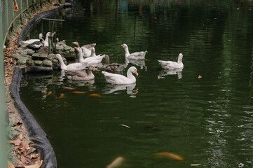 A group of white domestic geese swimming together on a calm garden pond surrounded by lush vegetation, captured in a natural outdoor setting. © Johan