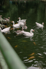 Vertical Photo of  White geese swimming on the surface of a garden pond with orange fish visible beneath the water, creating a natural scene of domestic waterfowl and aquatic life © Johan