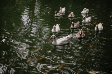 Several white geese swimming together on a green garden pond with orange fish moving beneath the surface, surrounded by lush vegetation. © Johan