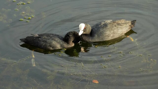 Two black Eurasian coots floating on calm water, with one bird carefully grooming the feathers around the head of another using its beak. Smooth slow motion captures the subtle interaction