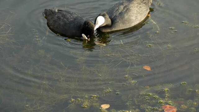 Black Eurasian coots swimming on a calm body of water, with one coot gently picking through another bird&rsquo;s head feathers with its beak. Captured in smooth slow motion, showing natural social grooming 
