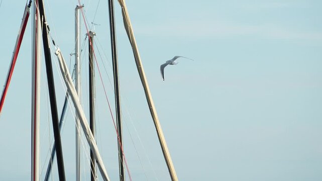 Seagull flying gracefully past sailboat masts in a marina, captured in smooth slow motion. The bird moves through the frame against a nautical background of yachts and rigging