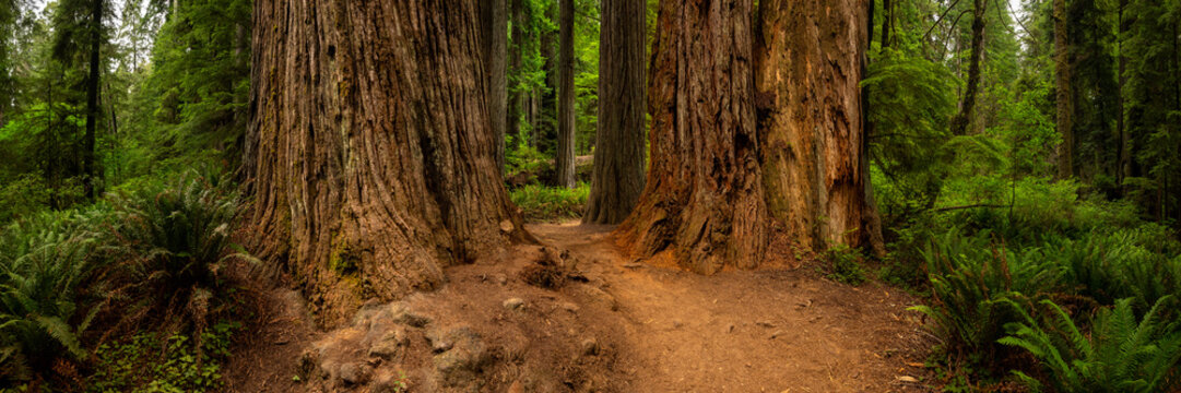 Trail Splits Between Large Redwood Trees In Redwood