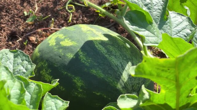 A round striped watermelon grows on the vine in a garden field, surrounded by lush green leaves and soil.
