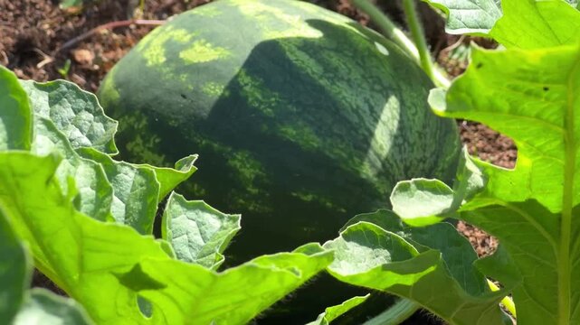 A round striped watermelon grows on the vine in a garden field, surrounded by lush green leaves and soil.
