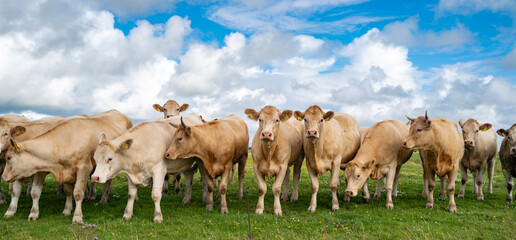 Fototapeta premium Cow reaches open countryside first. Brown cow greets cows beside pasture. Cow joins livestock, cattle, grazing herd. Cow enjoys fresh pasture scenery.