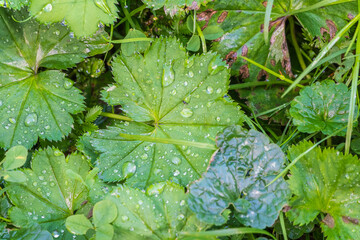 Green leaves with water drops after rain © Dmitrii Potashkin