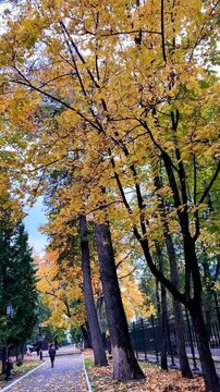 Golden autumn in the park. Scenic view of tall trees with yellow foliage and an alley for active walks under a clear sky. Perfect weather for recreation and sports