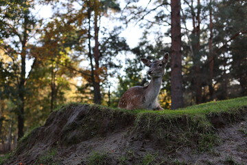 Young Fallow Deer Doe Lying on a Mossy Knoll in an Autumn Woodland Glade © Алина Неборская