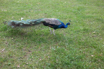 Majestic peacock walking on green lawn, closeup of exotic bird plumage in park © Алина Неборская