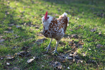 Free range rooster roaming in natural pasture, organic agriculture and countryside concept © Алина Неборская
