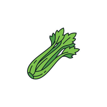 Celery Stalk Green Vegetable Hand Drawn Illustration