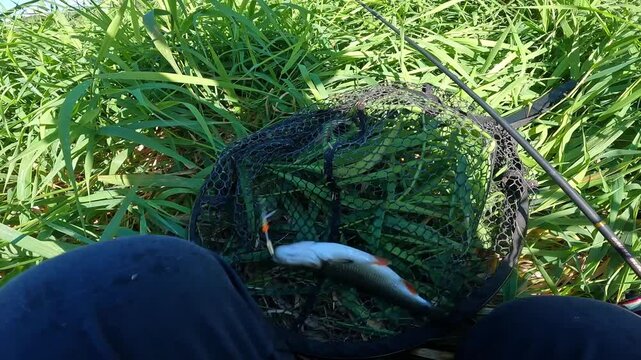 POV angler unhooking caught European chub (Squalius cephalus) in a landing net on river bank. Catch and release sportfishing concept.