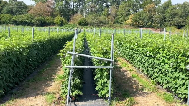 A lush raspberry farm featuring vibrant green berry bushes neatly grown in dense, uniform rows, carefully supported by a professional metal trellis network.