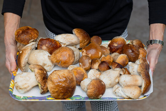 Fresh Porcini Mushroom Harvest on a Tray