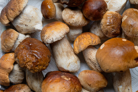 Close Up of Fresh Wild Porcini Mushrooms