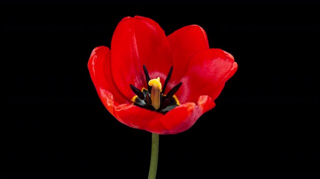Red Tulip Blooms in Time Lapse on a Black Background with Alpha Matte Channel. Spring Symbol Blooming in Timelapse. One Red Flower Opens Petals Fast. Amazing Beautiful Blossoming Plant