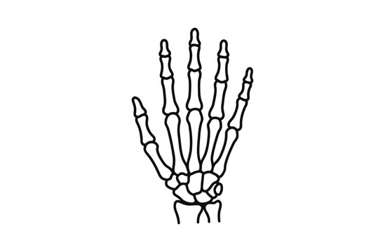 Anatomical skeleton hand illustration with five fingers and wrist bones.
