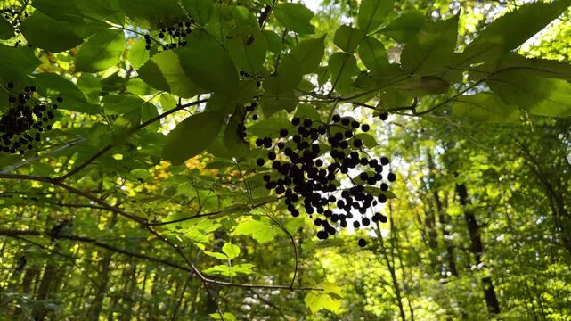 Ripe black elderberries hanging on tree branch in forest, footage