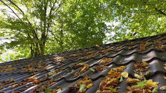 Low angle view of a tiled roof covered with fallen autumn leaves against a backdrop of green trees